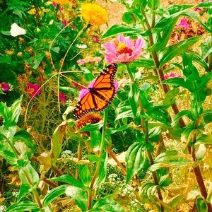 Meet your Posher, Bruno